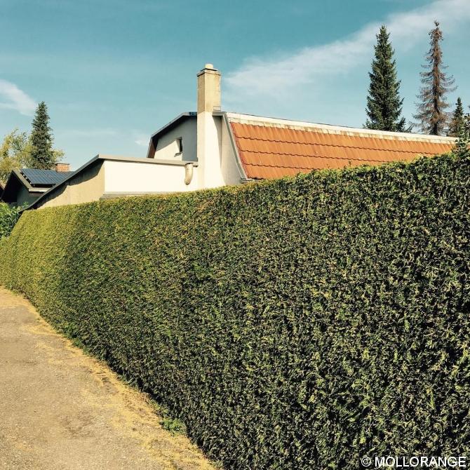 Die Hecke. #germangemütlichkeit