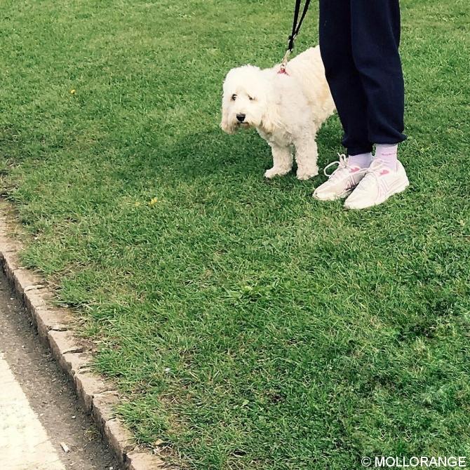 Englischer Rasen mit Hund und Frauchen.