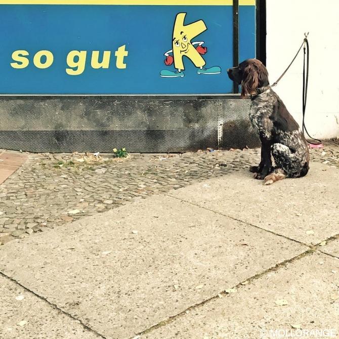 #Hund vor #kiezkalle #basicgermanwords